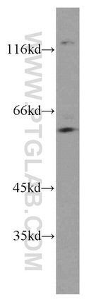 CDC45L Antibody in Western Blot (WB)