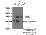 PITPNC1 Antibody in Immunoprecipitation (IP)