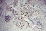 FMO2 Antibody in Immunohistochemistry (Paraffin) (IHC (P))