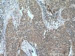 FMO2 Antibody in Immunohistochemistry (Paraffin) (IHC (P))