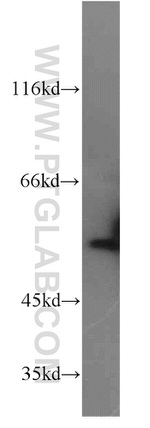 FMO2 Antibody in Western Blot (WB)