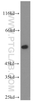 FMO2 Antibody in Western Blot (WB)