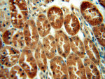 LHPP Antibody in Immunohistochemistry (Paraffin) (IHC (P))