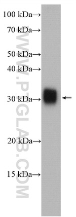 LHPP Antibody in Western Blot (WB)