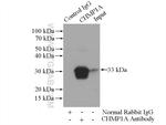 CHMP1A Antibody in Immunoprecipitation (IP)