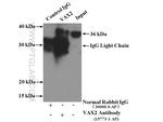 VAX2 Antibody in Immunoprecipitation (IP)