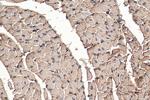 PKM1 Antibody in Immunohistochemistry (Paraffin) (IHC (P))