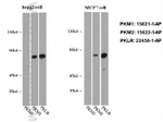 PKM1 Antibody in Western Blot (WB)