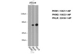 PKM2 Antibody in Western Blot (WB)