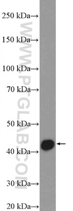 PSMC6 Antibody in Western Blot (WB)