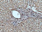 Fibrinogen gamma chain Antibody in Immunohistochemistry (Paraffin) (IHC (P))