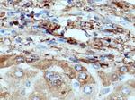 Fibrinogen gamma chain Antibody in Immunohistochemistry (Paraffin) (IHC (P))