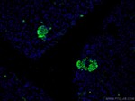 Insulin Antibody in Immunohistochemistry (PFA fixed) (IHC (PFA))