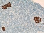 Insulin Antibody in Immunohistochemistry (Paraffin) (IHC (P))