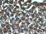 CYTL1 Antibody in Immunohistochemistry (Paraffin) (IHC (P))