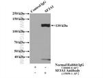 SF3A1 Antibody in Immunoprecipitation (IP)