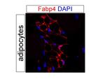 FABP4 Antibody in Immunohistochemistry (PFA fixed) (IHC (PFA))