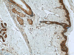 FABP4 Antibody in Immunohistochemistry (Paraffin) (IHC (P))