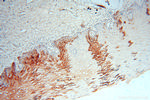 FABP4 Antibody in Immunohistochemistry (Paraffin) (IHC (P))