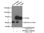 PPP2R1A Antibody in Immunoprecipitation (IP)