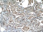 UFM1 Antibody in Immunohistochemistry (Paraffin) (IHC (P))