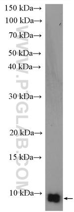 UFM1 Antibody in Western Blot (WB)