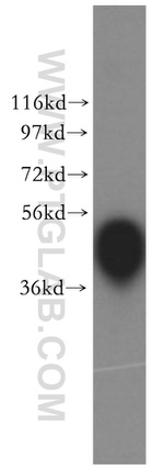 CKM/CKB Antibody in Western Blot (WB)