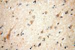 IDH3A Antibody in Immunohistochemistry (Paraffin) (IHC (P))