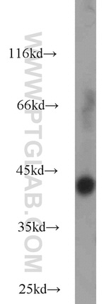 IDH3A Antibody in Western Blot (WB)