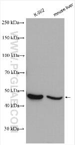 ALDH1A1 Antibody in Western Blot (WB)