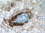 Elafin/Skalp Antibody in Immunohistochemistry (Paraffin) (IHC (P))