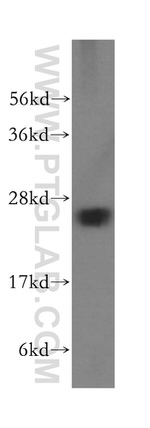 BNIP1 Antibody in Western Blot (WB)