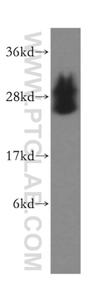 BNIP1 Antibody in Western Blot (WB)