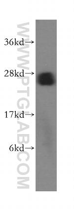 BNIP1 Antibody in Western Blot (WB)