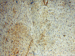 BHMT Antibody in Immunohistochemistry (Paraffin) (IHC (P))