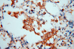 BHMT Antibody in Immunohistochemistry (Paraffin) (IHC (P))