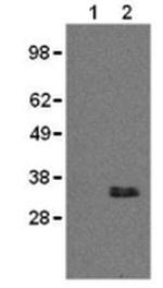 CD20 Antibody in Western Blot (WB)