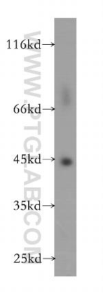 GTF2H2 Antibody in Western Blot (WB)