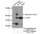 TXNDC4 Antibody in Immunoprecipitation (IP)