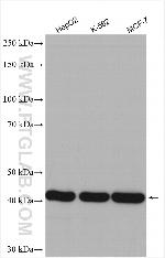 TXNDC4 Antibody in Western Blot (WB)