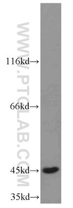 TXNDC4 Antibody in Western Blot (WB)