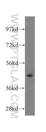 TXNDC4 Antibody in Western Blot (WB)