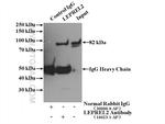 P3H3 Antibody in Immunoprecipitation (IP)