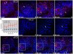 CD31 (PECAM-1) Antibody in Immunohistochemistry (IHC)