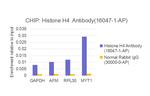 Histone H4 Antibody in ChIP Assay (ChIP)