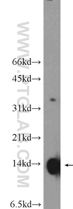 Histone H4 Antibody in Western Blot (WB)