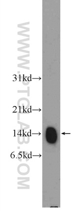 Histone H4 Antibody in Western Blot (WB)