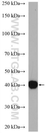 PDCL Antibody in Western Blot (WB)