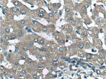 NMD3 Antibody in Immunohistochemistry (Paraffin) (IHC (P))