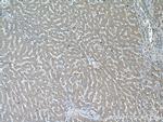 CYP39A1 Antibody in Immunohistochemistry (Paraffin) (IHC (P))